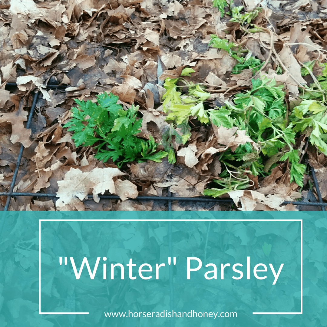 Horseradish and Honey: Winter Parsley