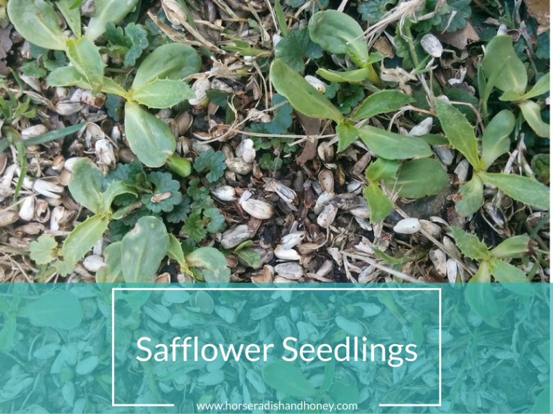 Wordless Wednesday: Safflower Seedlings | Horseradish & Honey