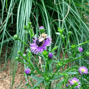 Bee on an Aster Flower | Horseradish & Honey