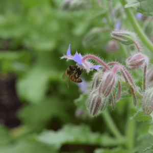 Bee on a Borage Flower | Horseradish & Honey