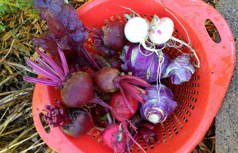 Beets, Kohlrabi, and Turnips | Horseradish & Honey