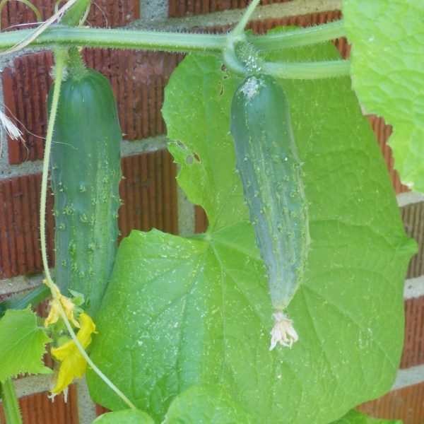 Cucumbers "This" Close | Horseradish & Honey