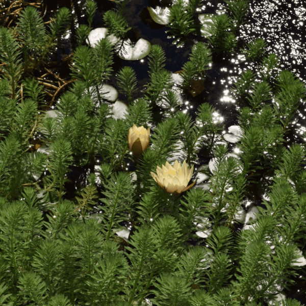 Koi Pond Blooms | Horseradish & Honey