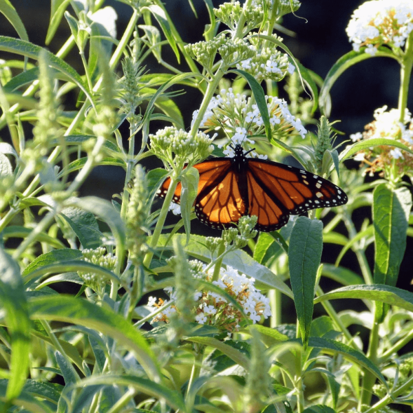 Monarch Butterfly Wings Open on White Butterfly Bush | Horseradish & Honey