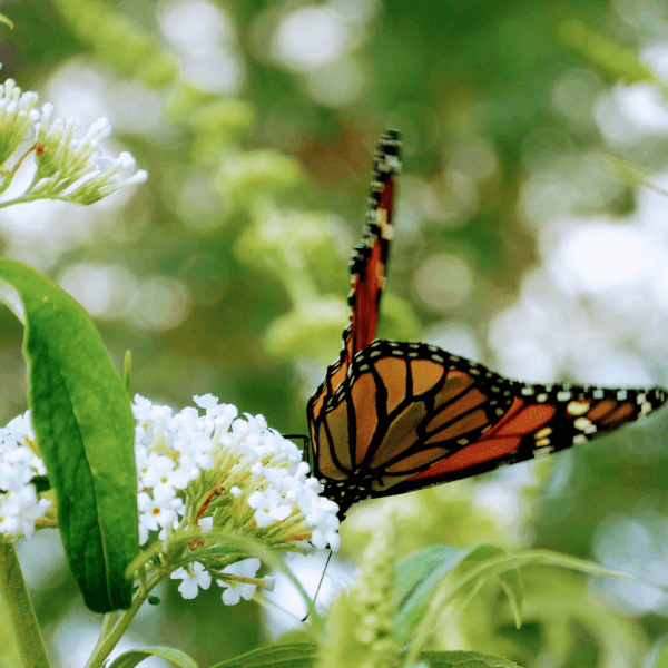 Monarch Butterfly on White Butterfly Bush | Horseradish & Honey