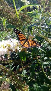 Monarch Butterfly on Butterfly Bush | Horseradish & Honey