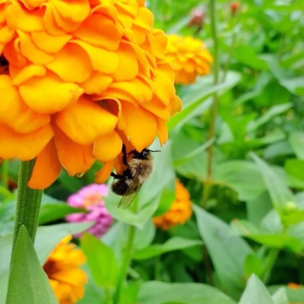 Bee Hanging Out on a Zinnia | Horseradish & Honey