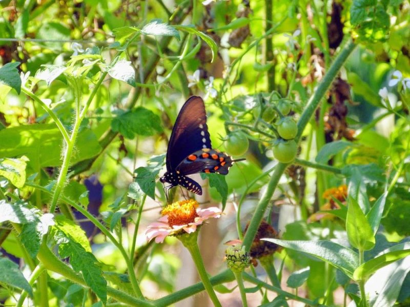 Pipevine Swallowtail on Zinnia