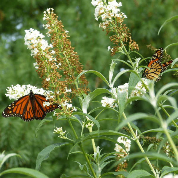 Two Monarchs on White Butterfly Bush