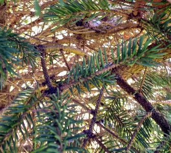 Bird's nest in pine tree | Horseradish & Honey blog