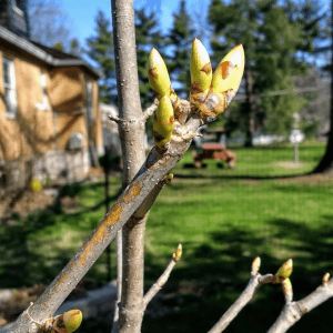 Buckeye tree budding out | Horseradish & Honey blog
