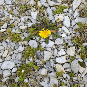 Dandelion blooming in gravel driveway | Horseradish & Honey blog