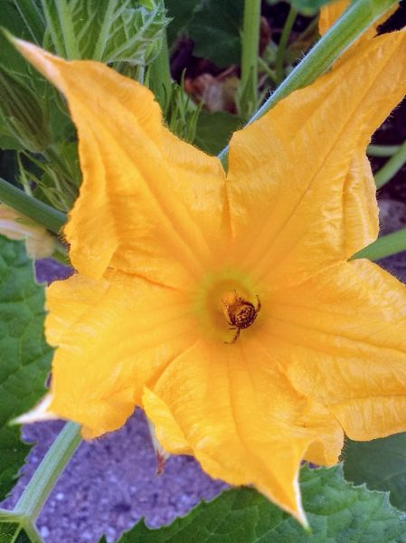 Pollen-covered Bee in Squash Flower from Horseradish & Honey Blog
