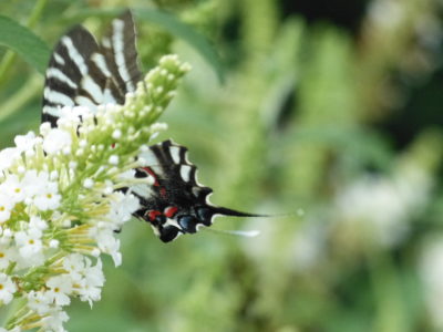 Zebra Swallowtail on Butterfly Bush
