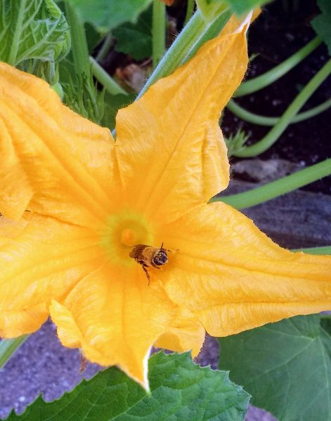 Squash bee emerging from a flower | Horseradish & Honey blog