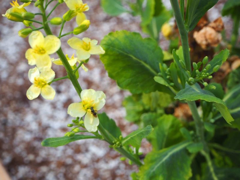 Brussels Sprouts in Bloom | Horseradish & Honey Blog