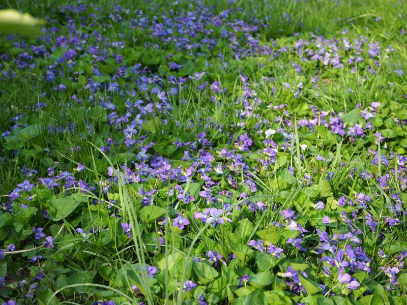Wild Violets Blooming in the Grass | Horseradish & Honey Blog