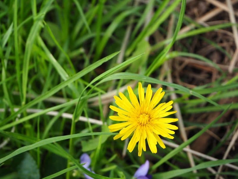 Dandelion Flower | Horseradish & Honey Blog