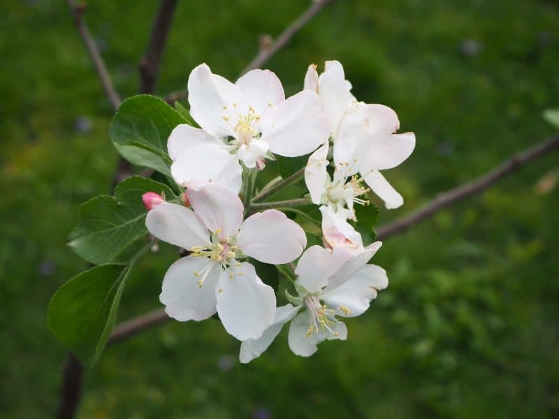 Apple Blossom | Horseradish & Honey blog