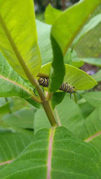 Monarch Caterpillar on Common Milkweed | Horseradish & Honey