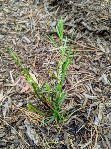 Monarch Caterpillar on Whorled Milkweed