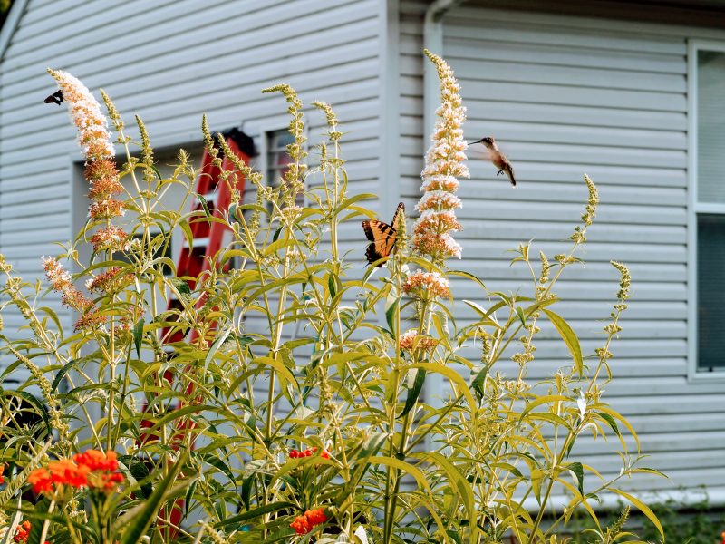 Hummingbird, Eastern Tiger Swallowtail & Red Admiral on Butterfly Bush | Horseradish & Honey Blog
