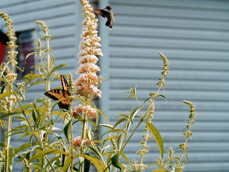 Hummingbird and Eastern Tiger Swallowtail Sharing Butterfly Bush | Horseradish & Honey Blog
